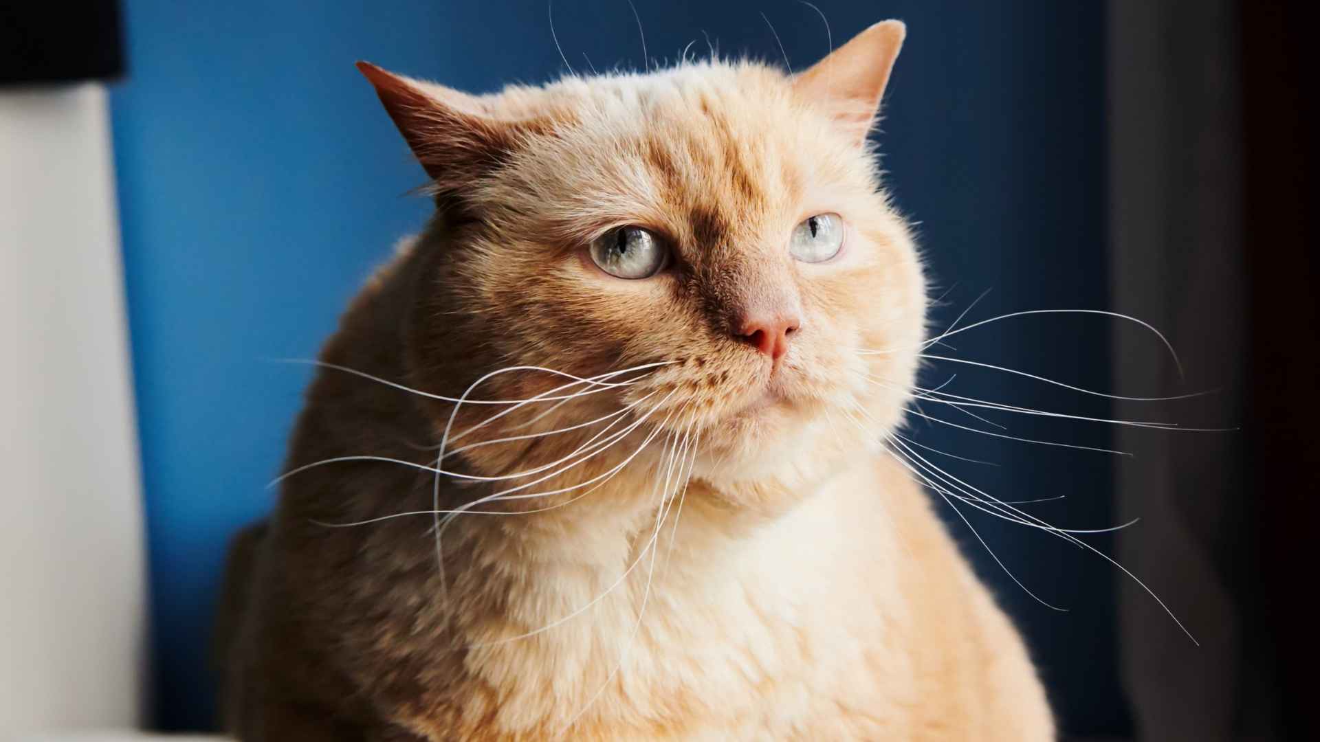 Gato gordo con sobrepeso